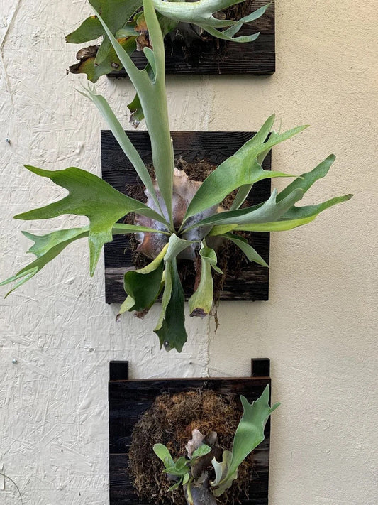 Platycerium bifurcatum elkhorn fern starter plant **(ALL plants require you to purchase ANY 2 plants!)**