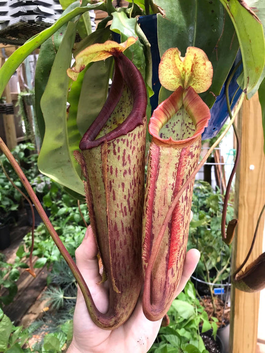 Nepenthes Miranda starter plant **(ALL plants require you to purchase ANY 2 plants!)**