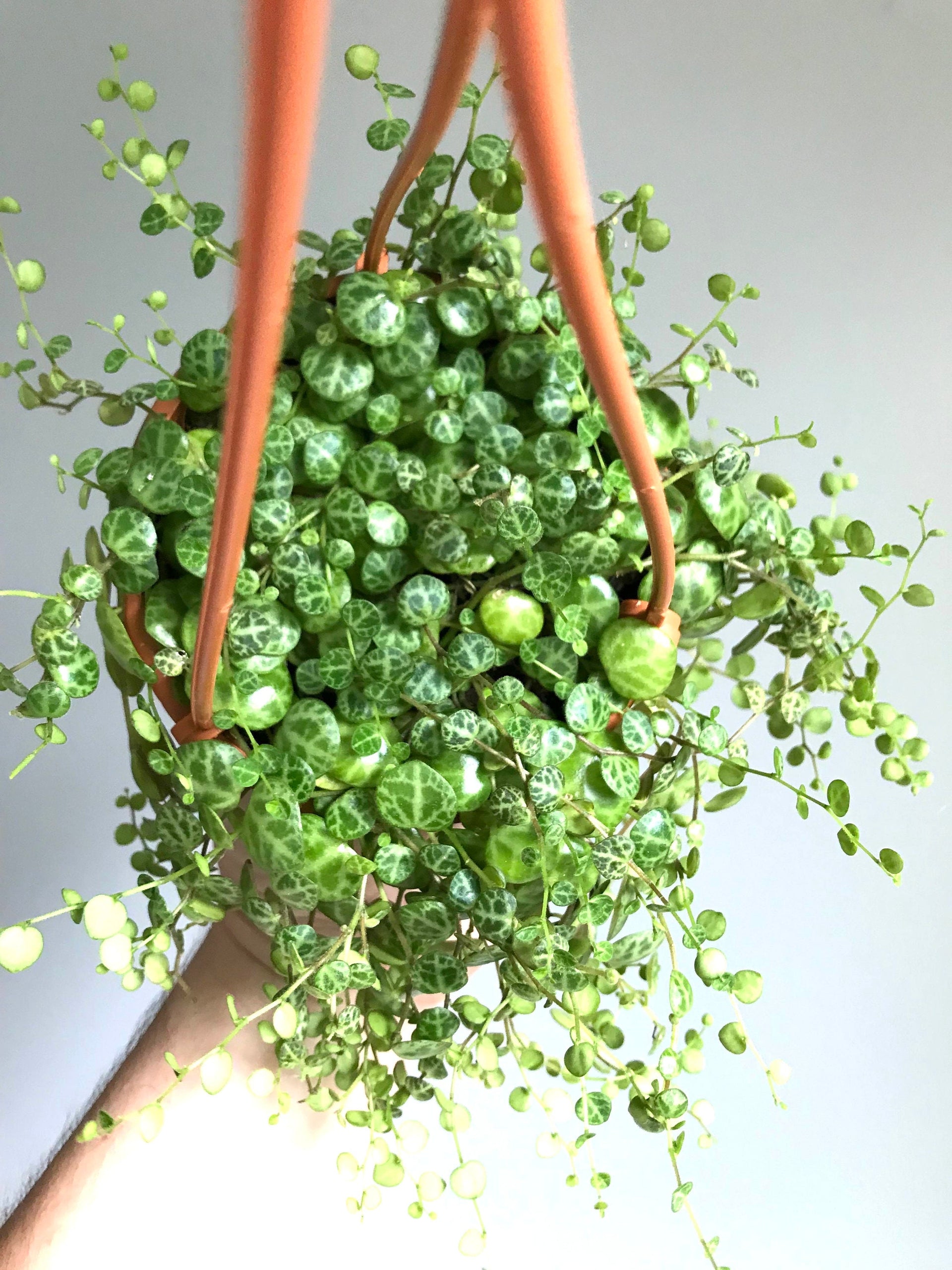 turtle plant Peperomia prostrata “string of turtles” starter plant **(ALL plants re –  GoldenGreeneryCo