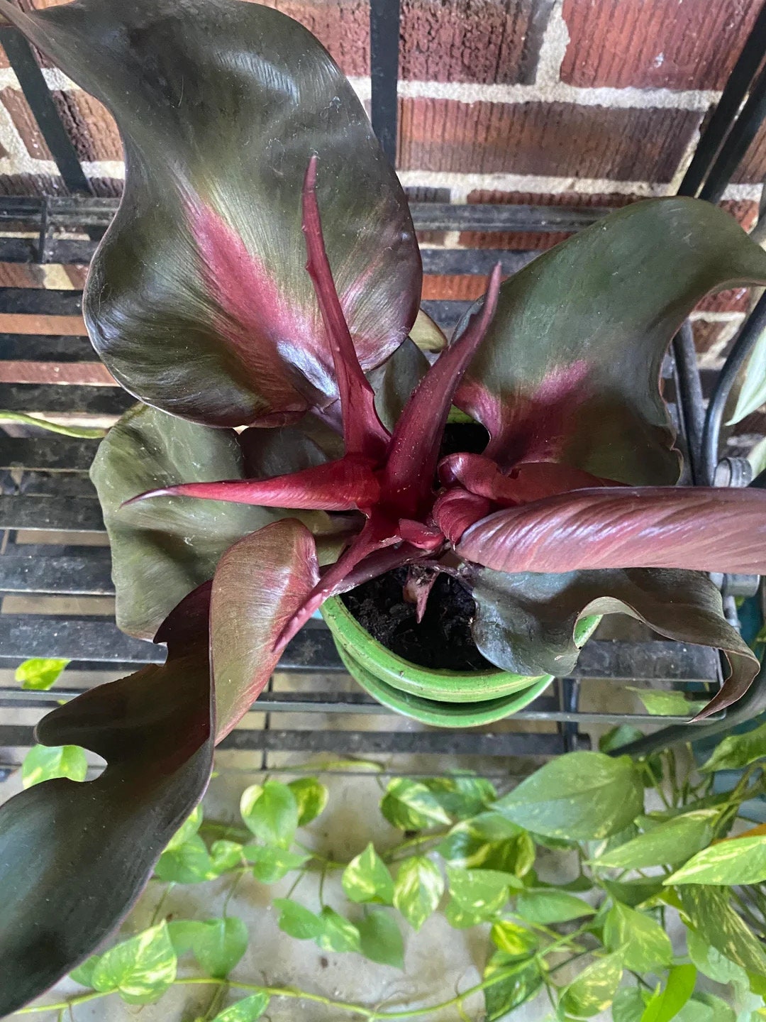 Philodendron Red heart starter plant **(ALL plants require you to purchase ANY 2 plants!)**