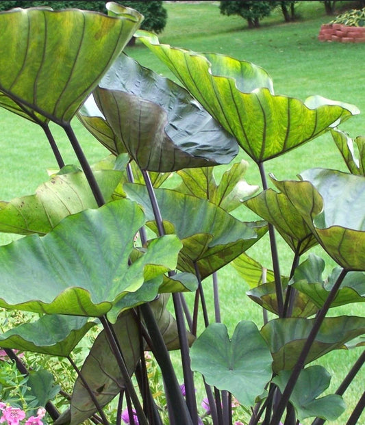 Colocasia Tea cups unique starter plant **(ALL plants require you to purchase ANY 2 plants!)**