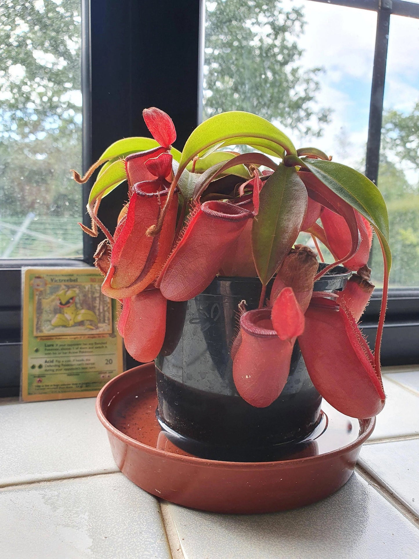 Nepenthes Lady Luck dark red pitcher starter plant **(ALL plants require you to purchase ANY 2 plants!)**