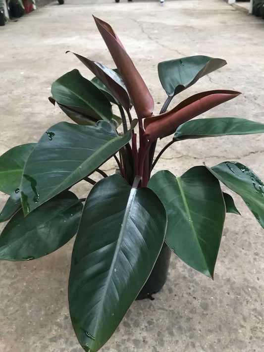 Philodendron Red Congo starter plant **(ALL plants require you to purchase ANY 2 plants!)**