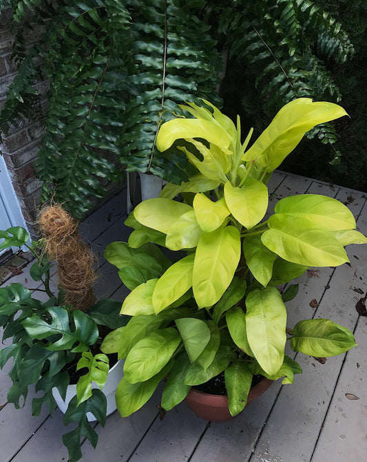 Philodendron Golden goddess starter plant **(ALL plants require you to purchase ANY 2 plants!)**