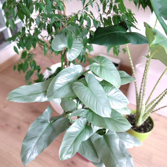 Philodendron hastatum Silver sword starter plant **(ALL plants require you to purchase ANY 2 plants!)**