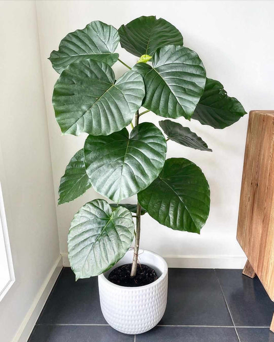 Ficus Umbellata starter plant **(ALL plants require you to purchase ANY 2 plants!)**
