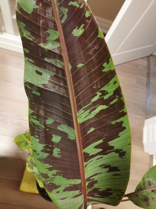 Musa Zebrina Rojo starter plant **(ALL plants require you to purchase ANY 2 plants!)**
