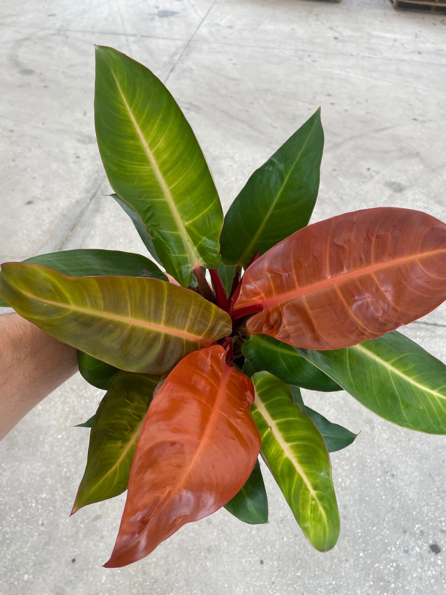 Philodendron Red sun TC starter plant **(ALL plants require you to purchase ANY 2 plants!)**