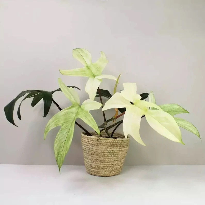 Philodendron White Ghost starter plant **(ALL plants require you to purchase ANY 2 plants!)**