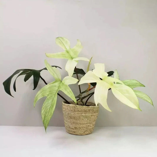 Philodendron White Ghost starter plant **(ALL plants require you to purchase ANY 2 plants!)**