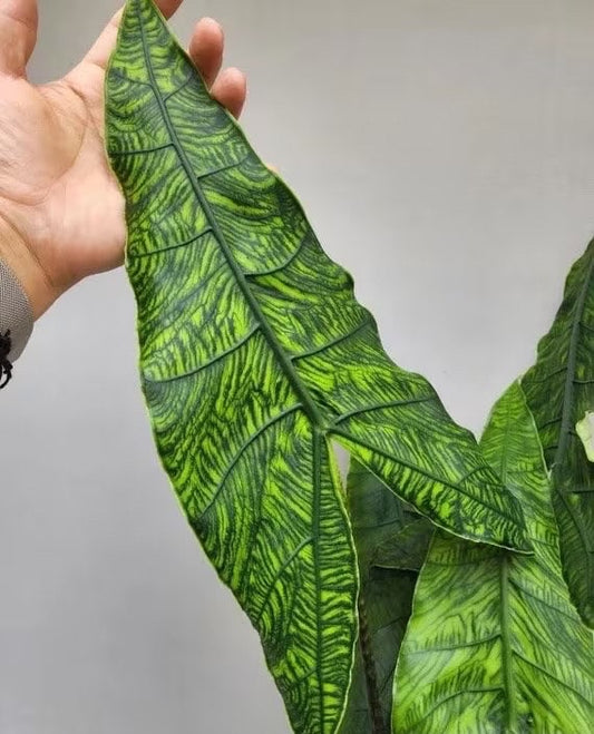Alocasia Zebrina Reticulata starter plant **(ALL plants require you to purchase ANY 2 plants!)**