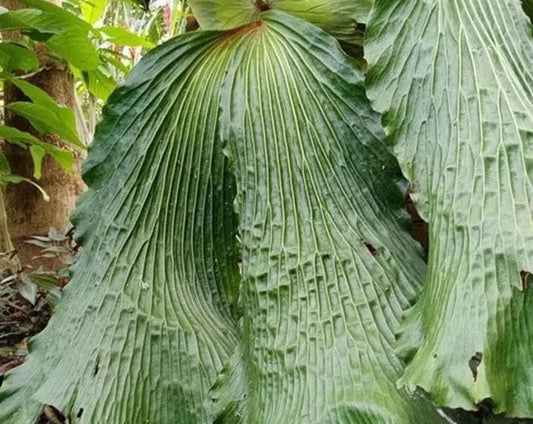 Platycerium Elephantotis staghorn fern starter plant **(ALL plants require you to purchase ANY 2 plants!)**