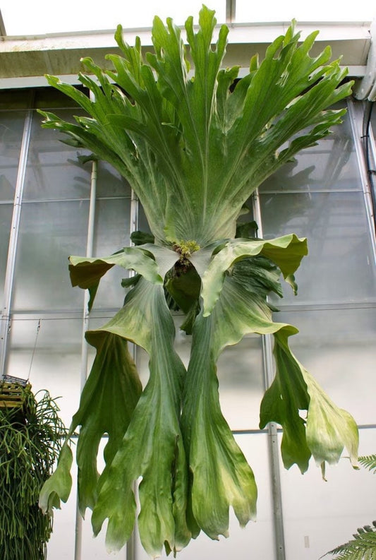 Platycerium Wandae staghorn fern starter plant **(ALL plants require you to purchase ANY 2 plants!)**