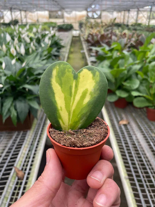 Hoya Kerri “flame” inner variegation starter plant **(ALL plants require you to purchase ANY 2 plants!)**