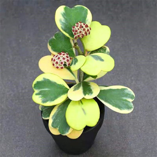 Hoya Kerri variegated (outer) starter plant **(ALL plants require you to purchase ANY 2 plants!)**