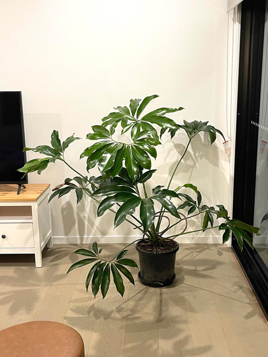 Philodendron Goeldii 4” plant **(ALL plants require you to purchase ANY 2 plants!)**