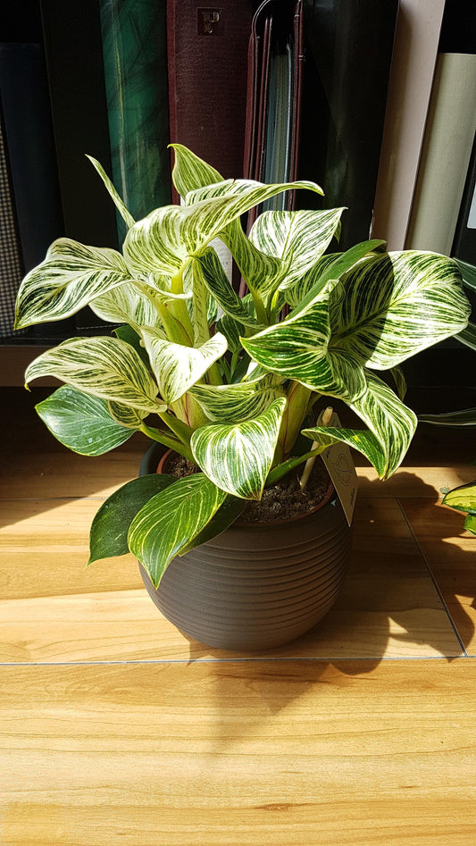 Philodendron White measure starter plant **(ALL plants require you to purchase ANY 2 plants!)**