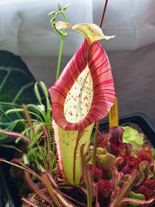 Nepenthes Miranda 2” plant **(ALL plants require you to purchase ANY 2 plants!)**