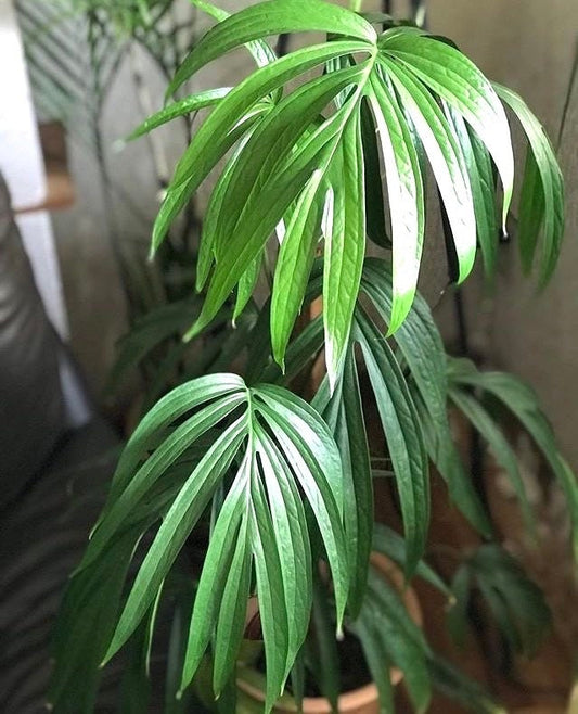 Amydrium Zippelianum 2” plant **(ALL plants require you to purchase ANY 2 plants!)**