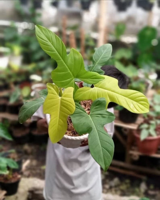 Philodendron bipennifolium aurea Starter Plant (ALL STARTER PLANTS require you to purchase 2 plants!)