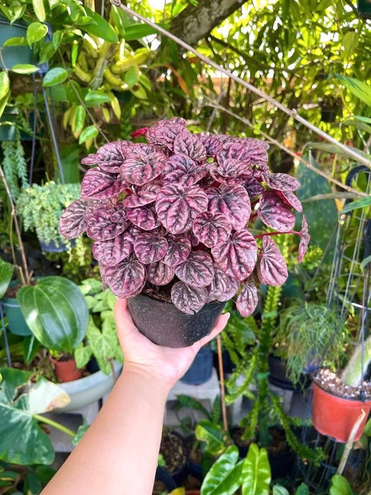 Peperomia Luna red starter plant **(ALL plants require you to purchase ANY 2 plants!)**