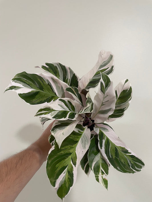 Calathea White fusion starter plant **(ALL plants require you to purchase ANY 2 plants!)**