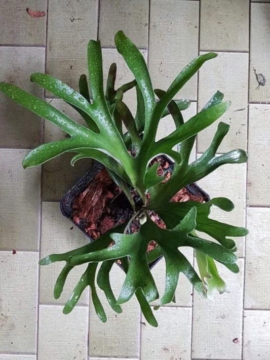 Platycerium Veitchii staghorn fern starter plant **(ALL plants require you to purchase ANY 2 plants!)**