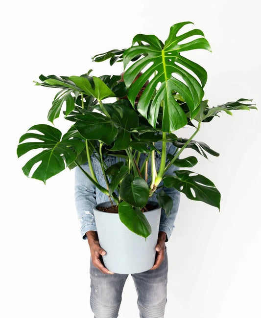 Monstera Deliciosa round form starter plant **(ALL plants require you to purchase ANY 2 plants!)**