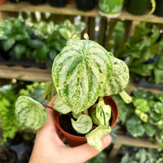 Peperomia watermelon variegated gold dust starter plant **(ALL plants require you to purchase ANY 2 plants!)**