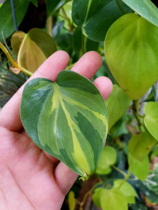 Philodendron Variegated heartleaf “Brasil”  starter plant **(ALL plants require you to purchase ANY 2 plants!)**