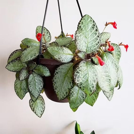Episcia Silver Screen starter plant **(ALL plants require you to purchase ANY 2 plants!)**