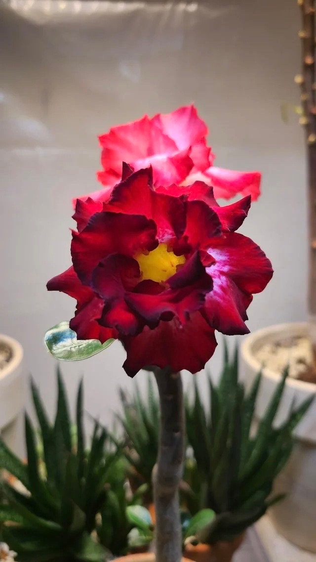 Desert rose Red adenium obesum starter plant **(ALL plants require you to purchase ANY 2 plants!)**