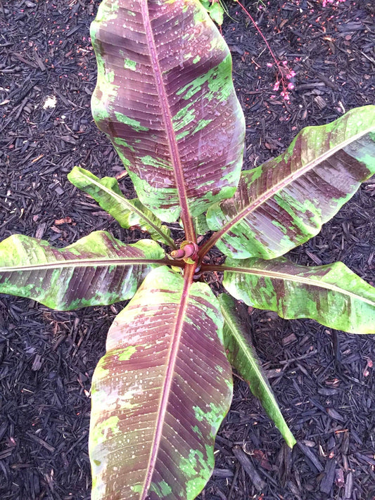 Musa “blood banana” 4” plant **(ALL plants require you to purchase ANY 2 plants!)**