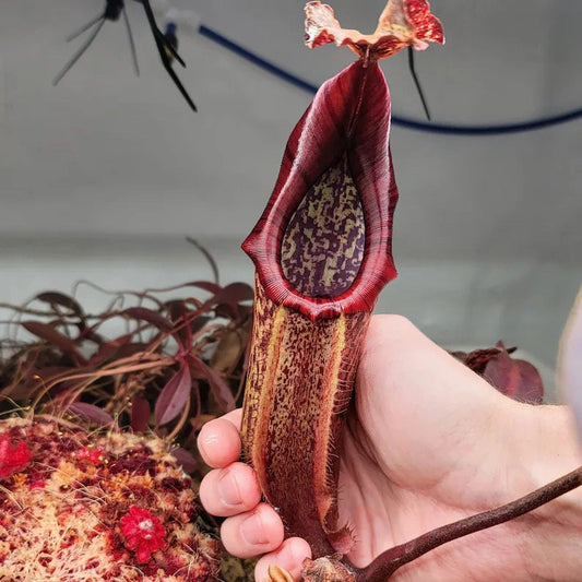 Nepenthes Maxima starter plant **(ALL plants require you to purchase ANY 2 plants!)**