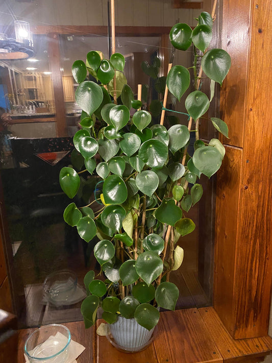 Peperomia bolybotra “raindrop” starter plant **(ALL plants require you to purchase ANY 2 plants!)**