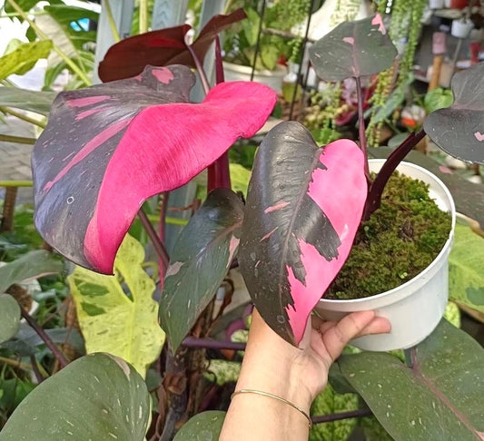 Philodendron “Dark matter” pink princess starter plant **(ALL plants require you to purchase ANY 2 plants!)**