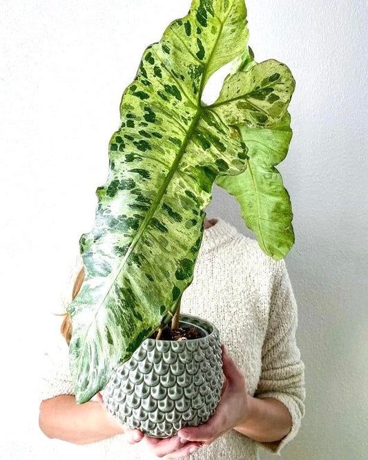 Philodendron Paraiso Verde 4” plant **(ALL plants require you to purchase ANY 2 plants!)**