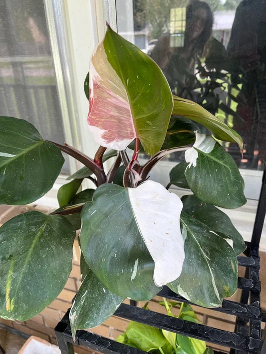 Philodendron White Knight 2” plant **(ALL plants require you to purchase ANY 2 plants!)**
