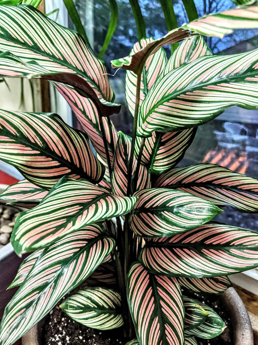 Calathea Whitestar 4” plant **(ALL plants require you to purchase ANY 2 plants!)**