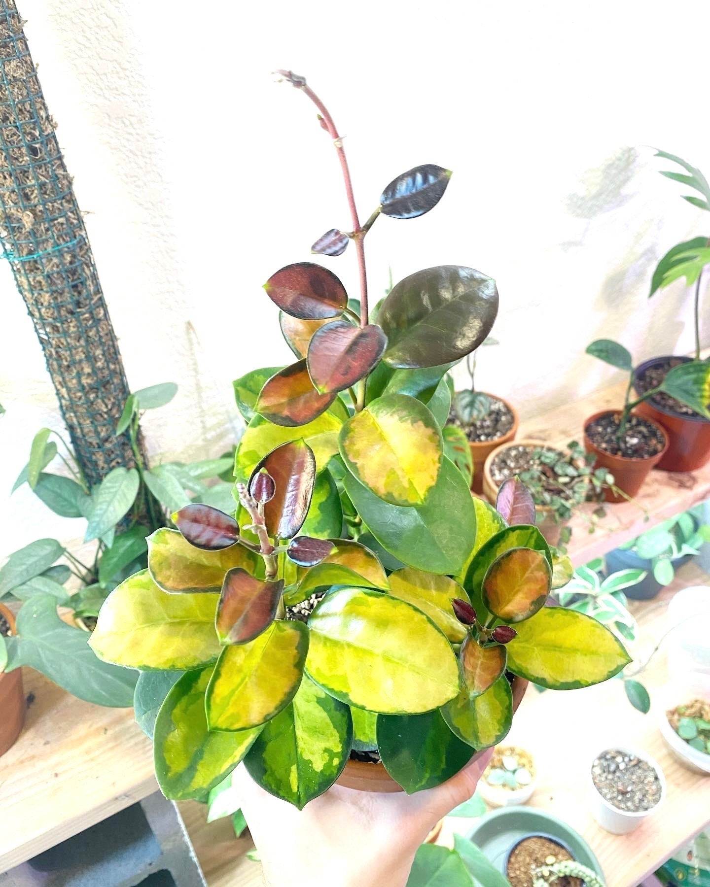 Hoya Variegated Australis “Lisa” 2” plant **(ALL plants require you to purchase ANY 2 plants!)**