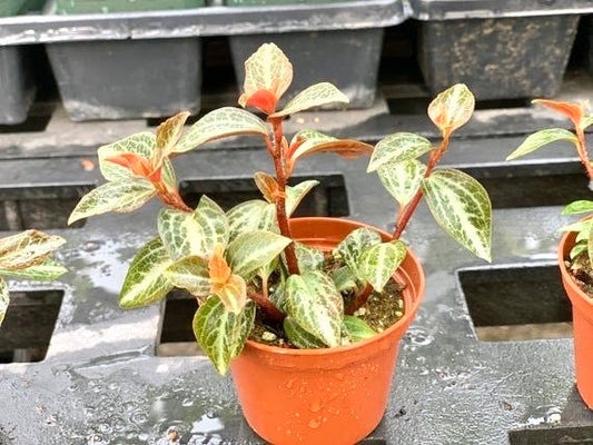 Peperomia Trinervis bicolor starter plant **(ALL plants require you to purchase ANY 2 plants!)**