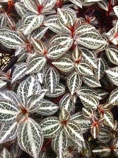 Peperomia Trinervis starter plant **(ALL plants require you to purchase ANY 2 plants!)**