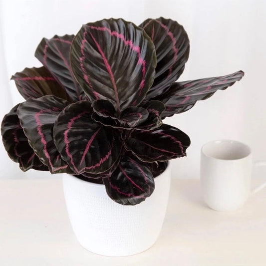Calathea Dottie starter plant **(ALL plants require you to purchase ANY 2 plants!)**