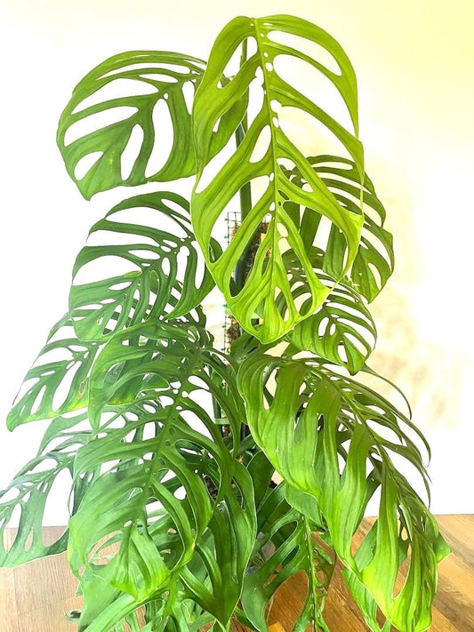Monstera Esqueleto non TC 4” plant **(ALL plants require you to purchase ANY 2 plants!)**