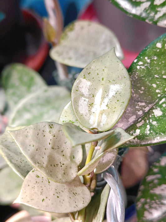 Hoya Lacunosa silver mint coin 2” Plant (ALL PLANTS require you to purchase 2 plants!)**