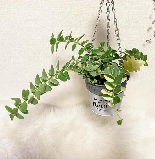 Hoya Cumingiana starter plant **(ALL plants require you to purchase ANY 2 plants!)**