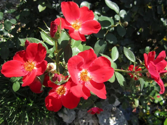 Desert rose adenium obesum “home run” starter plant **(ALL plants require you to purchase ANY 2 plants!)**