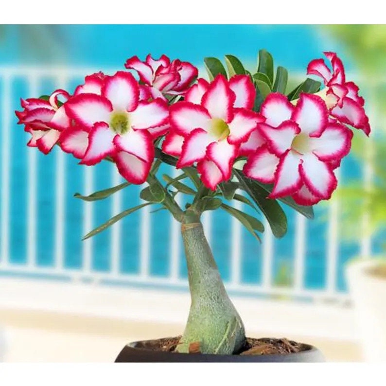 Desert rose adenium obesum “double noble ” starter plant **(ALL plants require you to purchase ANY 2 plants!)**
