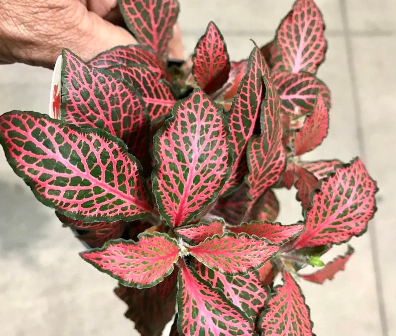 Fittonia “Firetail” red starter plant **(ALL plants require you to purchase ANY 2 plants!)**