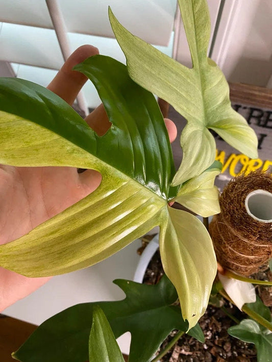 Philodendron Yellow Ghost starter plant **(ALL plants require you to purchase ANY 2 plants!)**